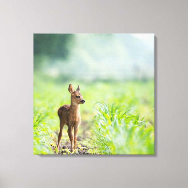 Cute Baby Deer Fawn in Grass Nature Photography Canvas Print (Front)