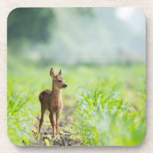 Cute Baby Deer Fawn in Grass Nature Photography Coaster