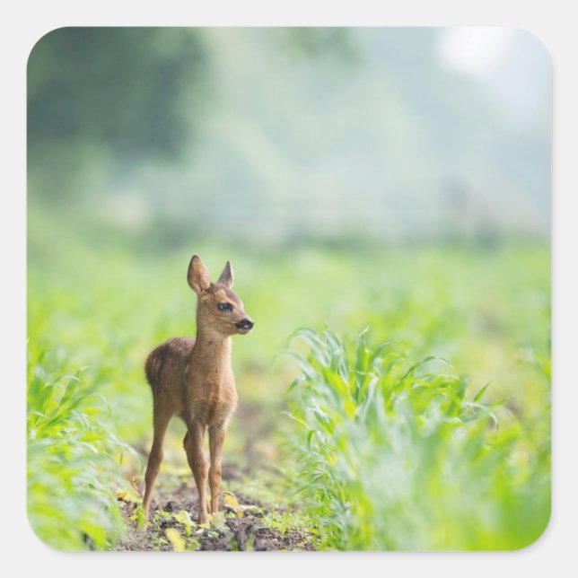 Cute Baby Deer Fawn in Grass Nature Photography Square Sticker (Front)