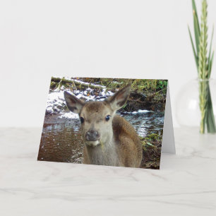Cute Baby Deer Greetings Card Add Text
