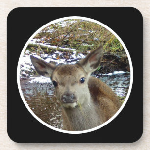 Cute Baby Deer Poses for Cam Acrylic 6 Coaster Set