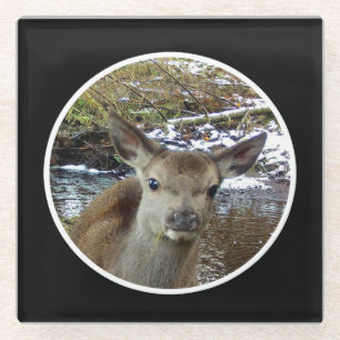 Cute Baby Deer Poses for the Camera Glass Coaster