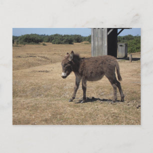 Cute baby donkey foal postcard