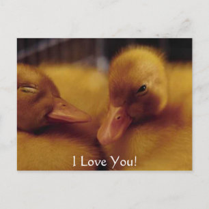 Cute baby ducks holiday postcard