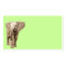 Cute Baby Elephant