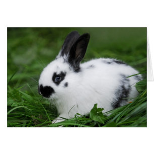 Cute Baby English Bunny Rabbit - Baby Animals