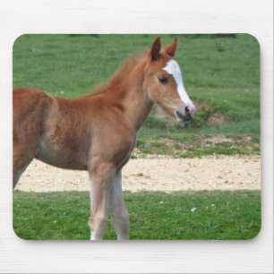 Cute Baby Foal Destiny Gifts Springtime Adorable Mouse Pad