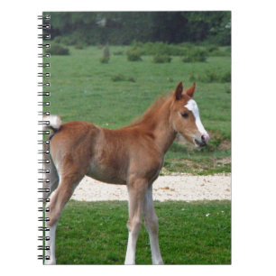 Cute Baby Foal Destiny Gifts Springtime Adorable Notebook