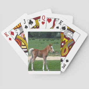 Cute Baby Foal Destiny Gifts Springtime Adorable Playing Cards