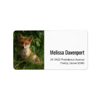 Cute Baby Fox in a Green Forest Address