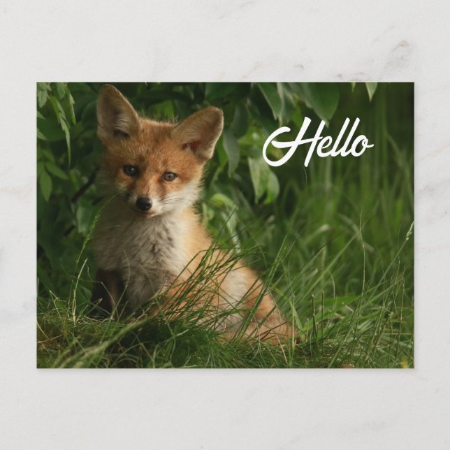 Cute Baby Fox in a Green Forest Postcard (Front)