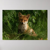 Cute Baby Fox in a Green Forest
