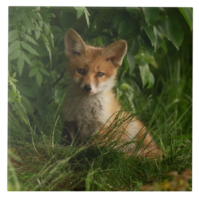 Cute Baby Fox in a Green Forest Tile (Front)
