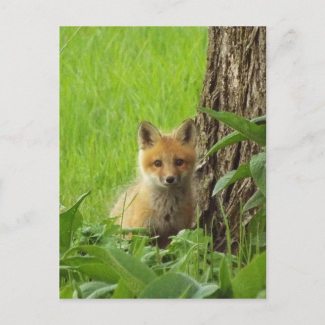 Cute baby fox in springtime photograph postcard (Front)
