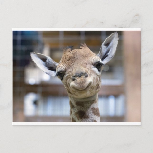 cute baby giraffe postcard (Front)