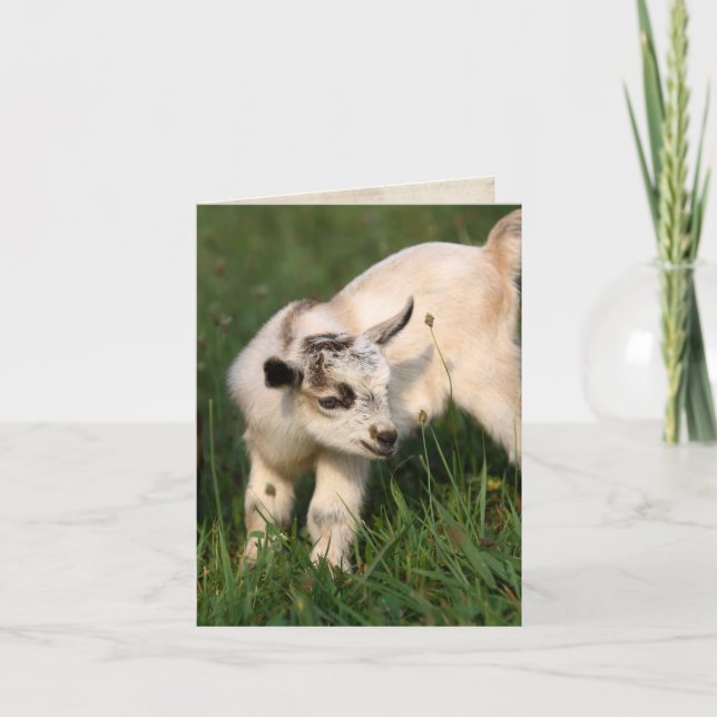 Cute Baby Goat Card (Front)