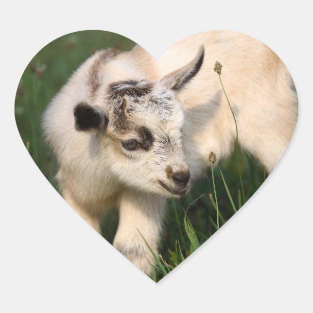 Cute Baby Goat Heart Sticker (Front)