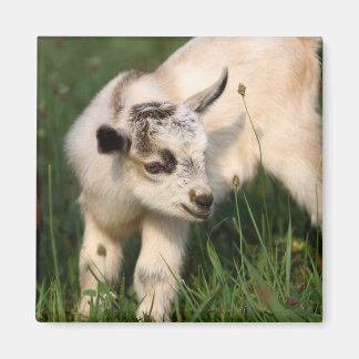 Cute Baby Goat Magnet