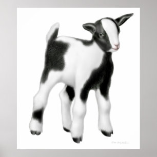 Cute Baby Goat Print