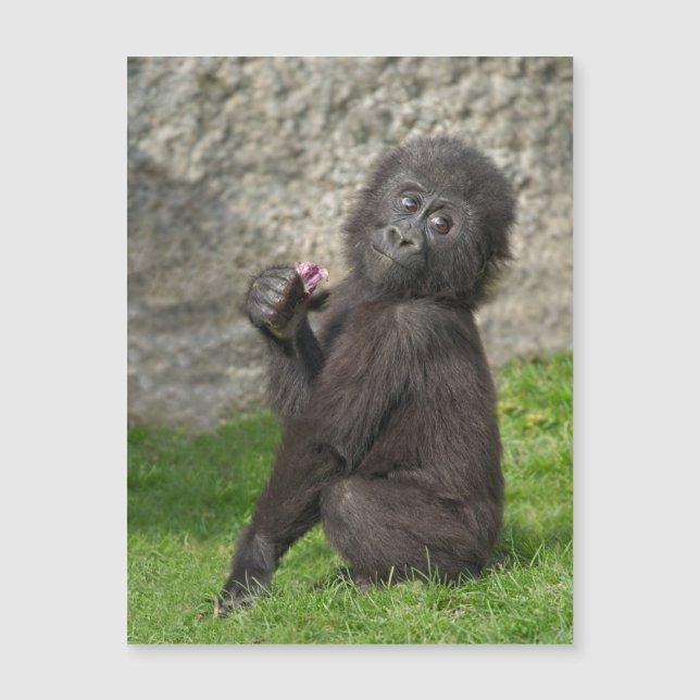 Cute Baby Gorilla (Front)