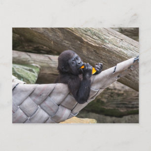 Cute baby gorilla eating and looking at you postcard