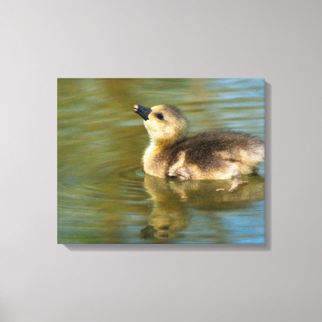 Cute baby Greylag goose Canvas Print (Front)