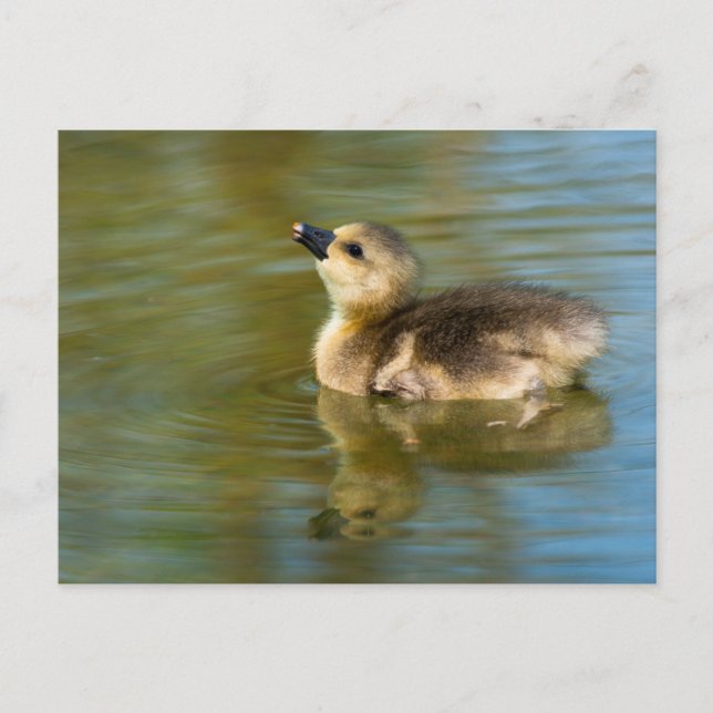 Cute baby Greylag goose Postcard (Front)
