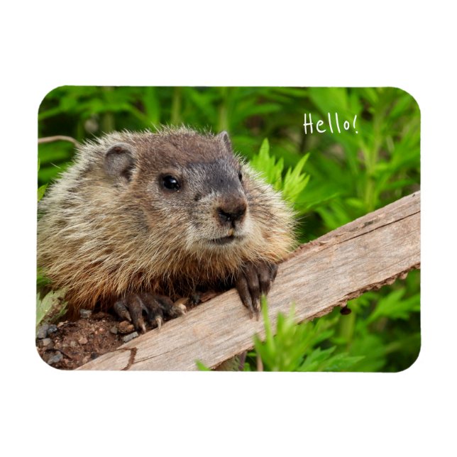 Cute Baby Groundhog / Woodchuck Magnet (Horizontal)