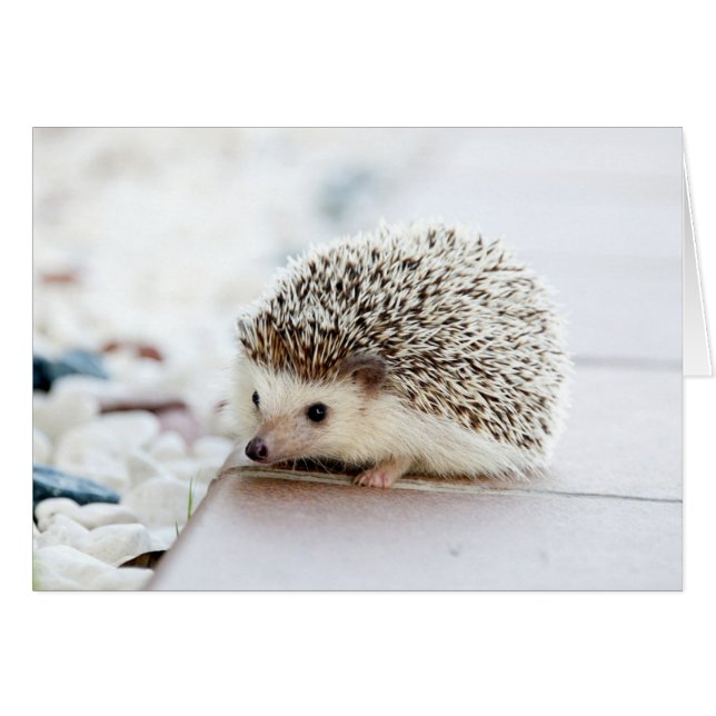 Cute Baby Hedgehog (Front Horizontal)