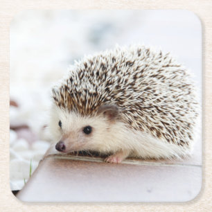 Cute Baby Hedgehog Animal Square Paper Coaster