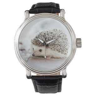Cute Baby Hedgehog Animal Watch