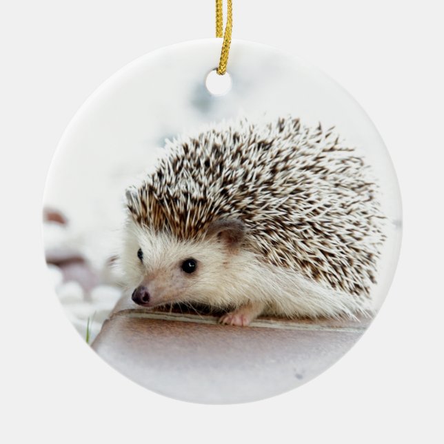 Cute Baby Hedgehog Ceramic Tree Decoration (Front)