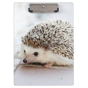 Cute Baby Hedgehog Clipboard