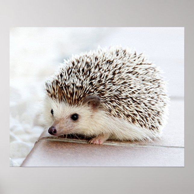 Cute Baby Hedgehog Customisable Poster (Front)