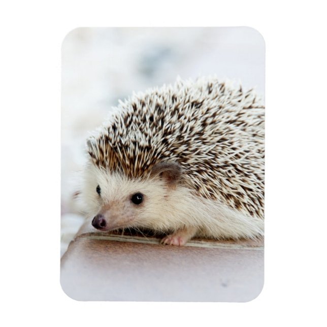 Cute Baby Hedgehog Magnet (Vertical)