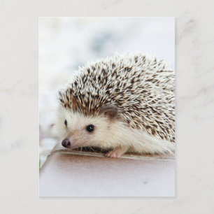 Cute Baby Hedgehog Postcard