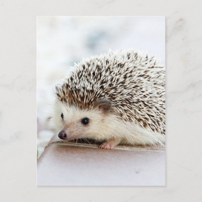 Cute Baby Hedgehog Postcard (Front)