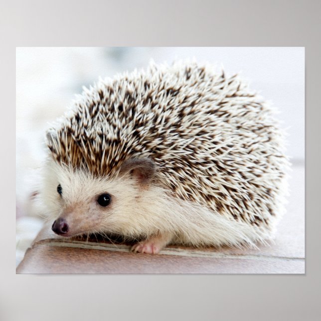 Cute Baby Hedgehog Poster (Front)