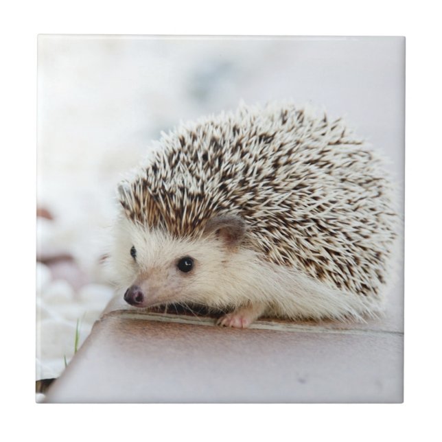 Cute Baby Hedgehog Tile (Front)