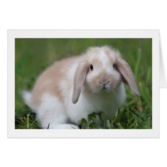 Cute Baby Holland Lop Rabbit - Baby Animals (Front Horizontal)
