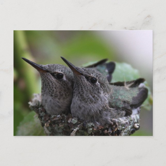 Cute Baby Hummingbirds Photo Postcard (Front)