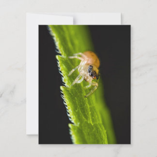 Cute Baby Jumping Spider - Salticid