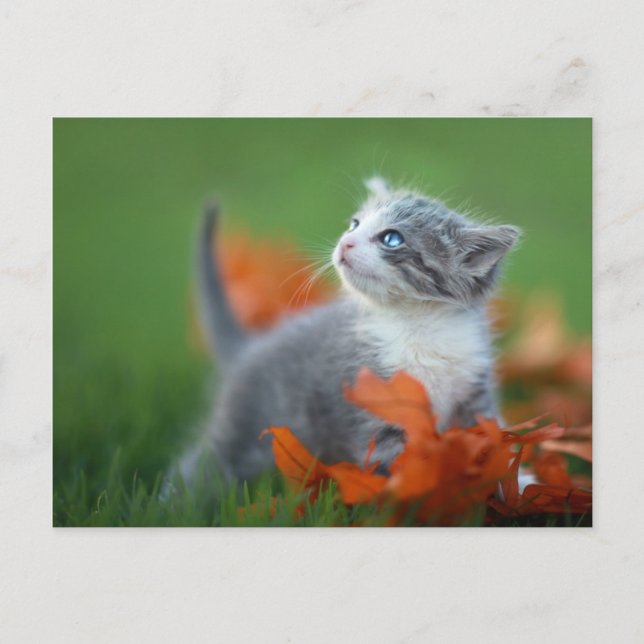Cute Baby Kittens Playing Outdoors in the Grass Postcard (Front)