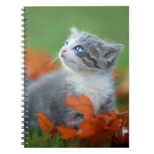 Cute Baby Kittens Playing Outdoors in the Grass Spiral Notebook