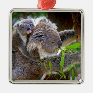 Cute baby koala bear with mum in a tree metal tree decoration