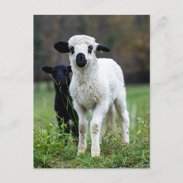 Cute Baby Lamp Ewe - Funny Farm Animals Postcard (Front)