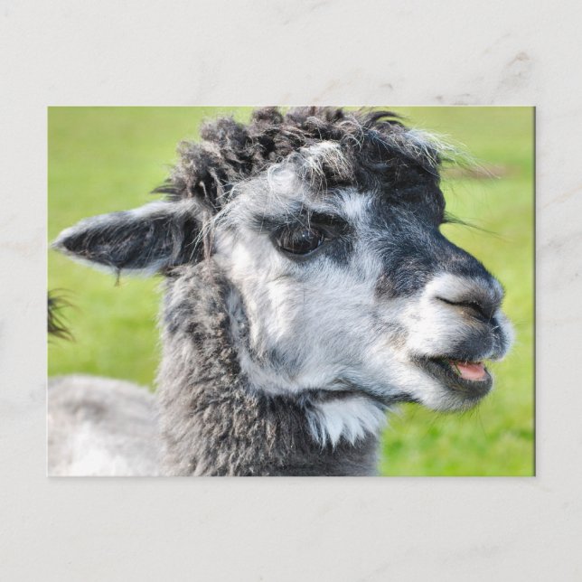 Cute Baby Llama Postcard (Front)