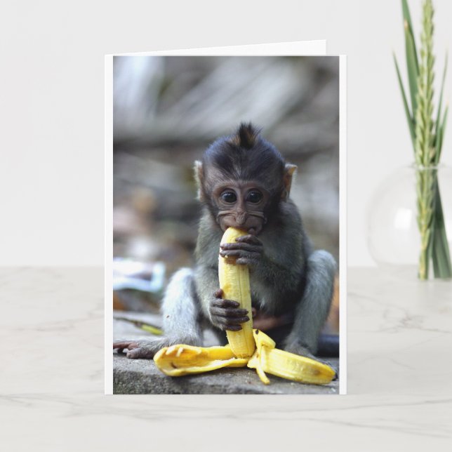Cute baby macaque monkey eating banana card (Front)