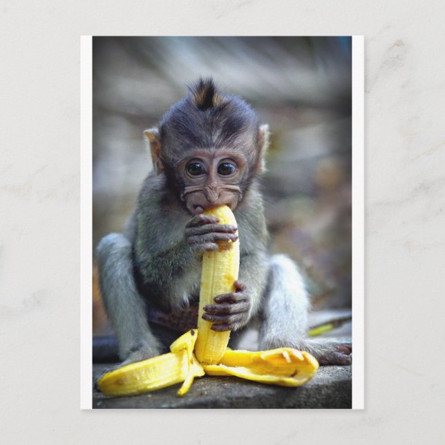Cute baby macaque monkey eating banana postcard (Front)