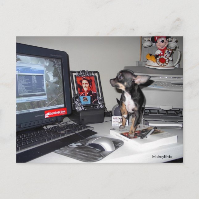 Cute Baby MickeyElvis 1 Postcard (Front)